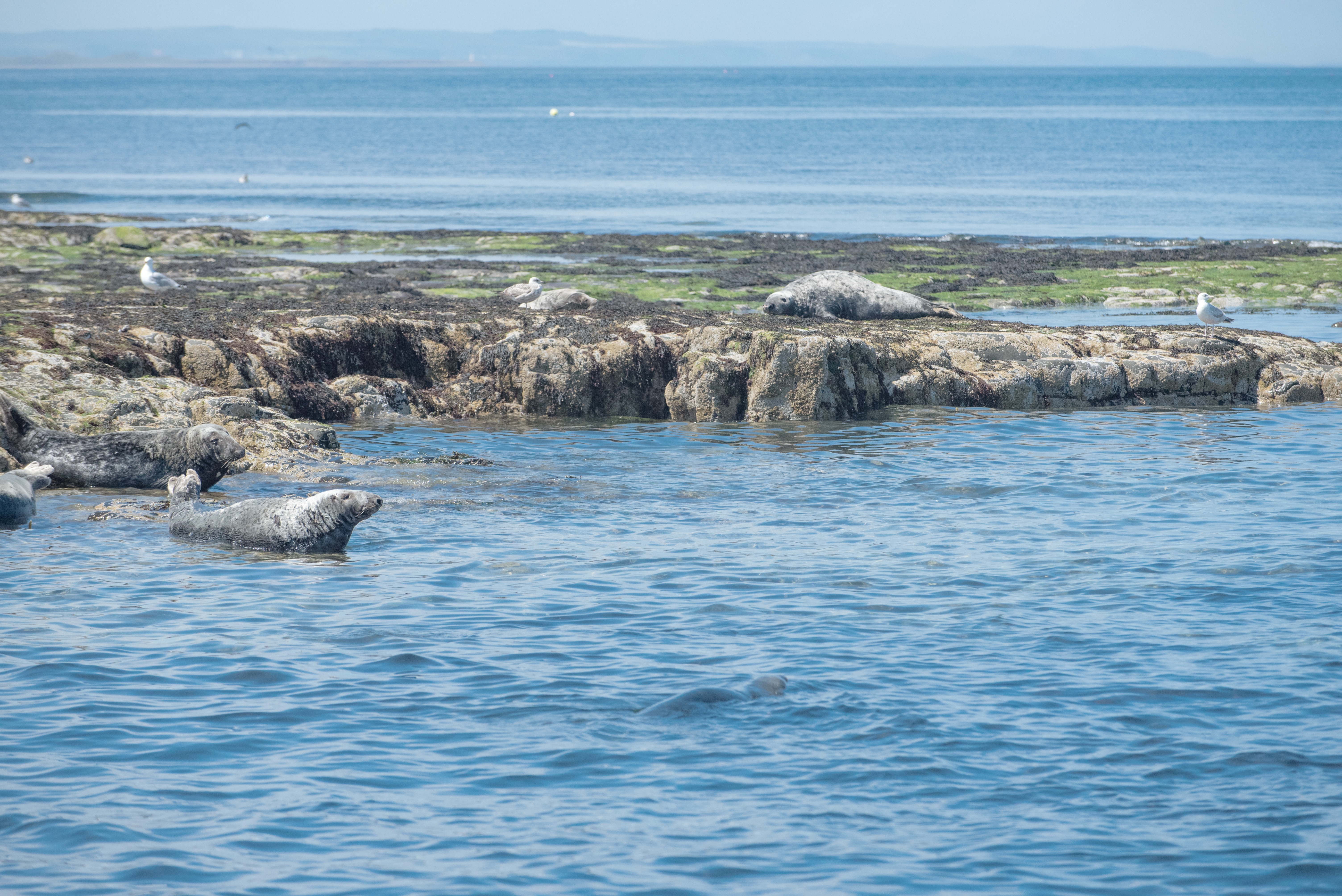 Seals at Farne Island_north east England