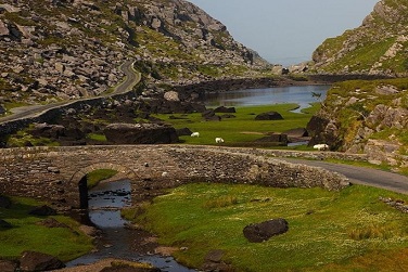 Ireland_country sheep_sandy-1