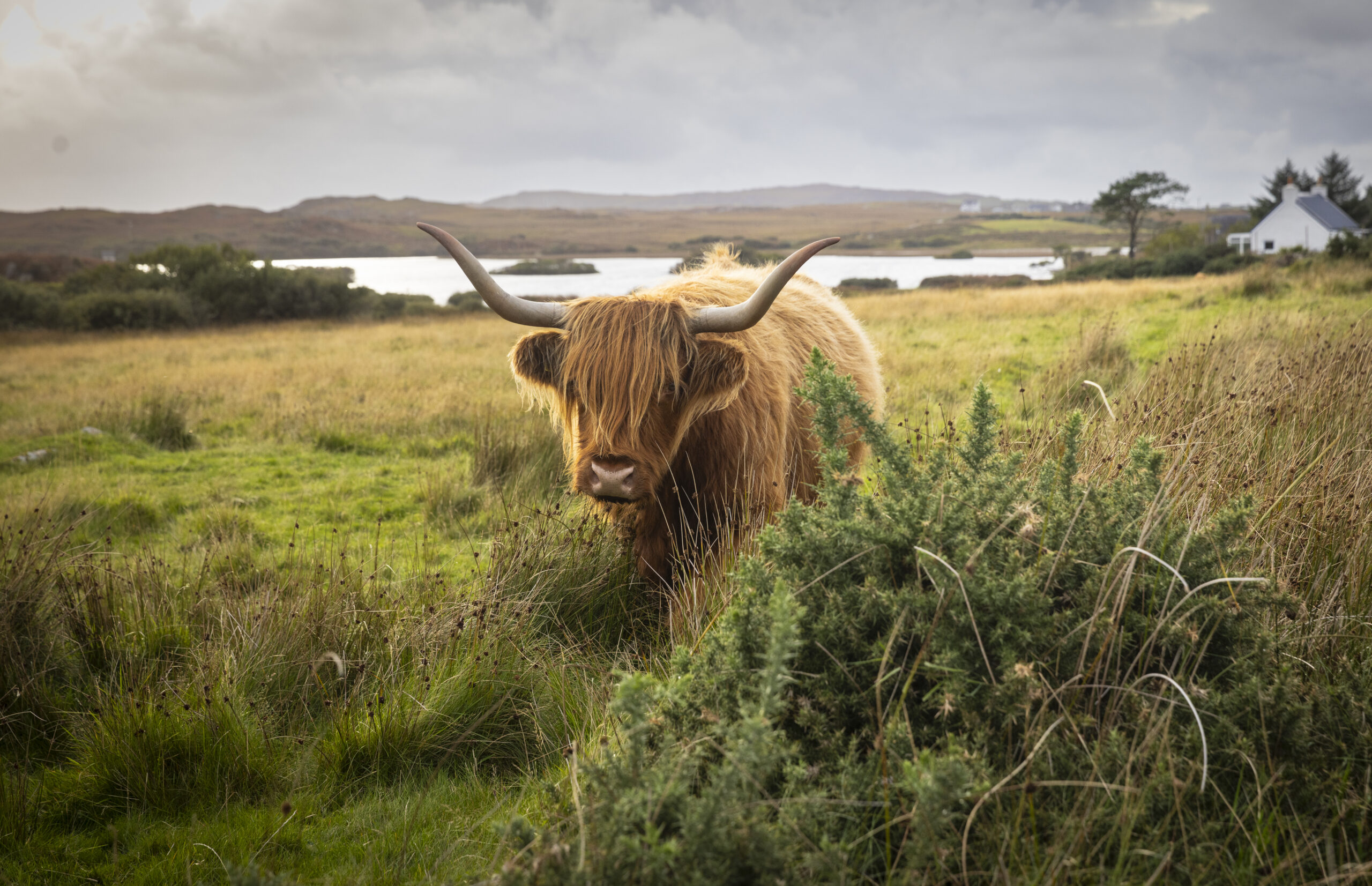 Scottish Highlands