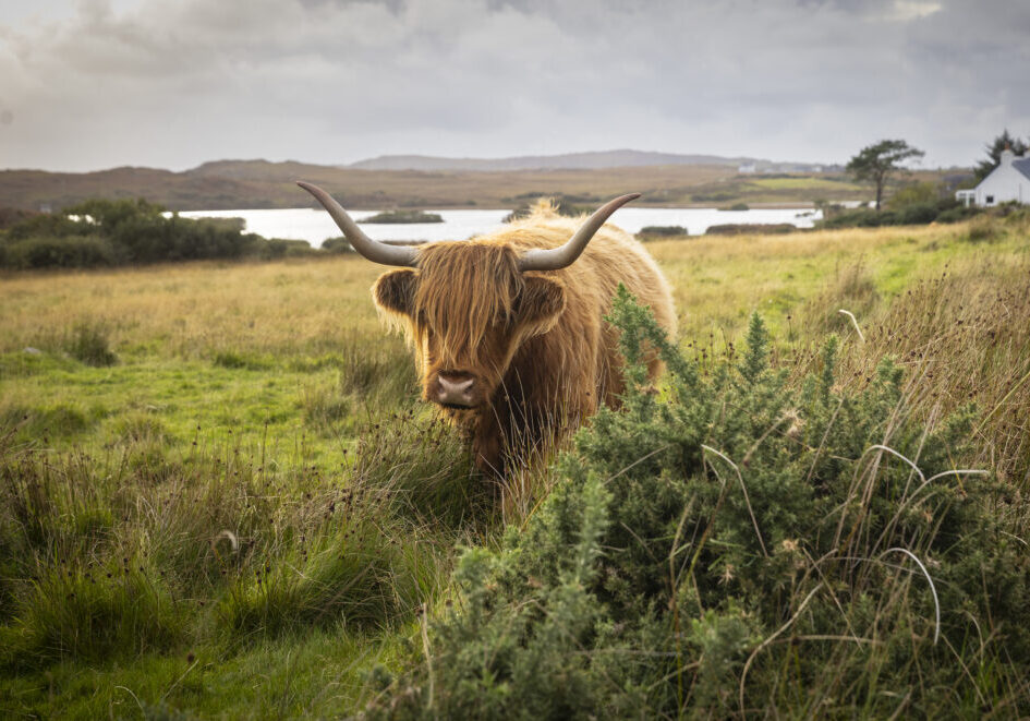 Scottish Highlands